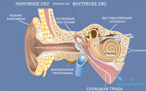 Роль барабанной перепонки в слуховом аппарате человека